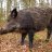 Little_boar