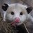 Opossum