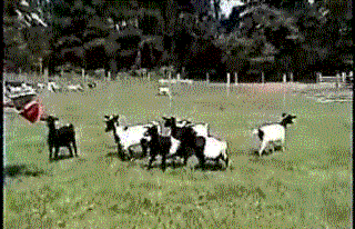 34940-406f1dedbe50616692dbc942af4be471.gif