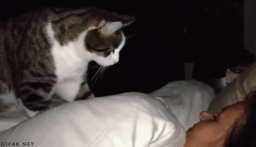 tumblr_nlz7dkYQUd1uq2n6jo1_500.gif